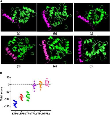 Design and Immunological Evaluation of a Hybrid Peptide as a Potent TLR2 Agonist by <mark class="highlighted">Structure-Based Virtual Screening</mark>